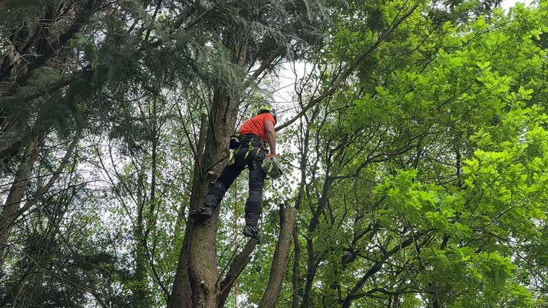 Best Tree Trimming and Pruning  in Princeton Meadows, NJ